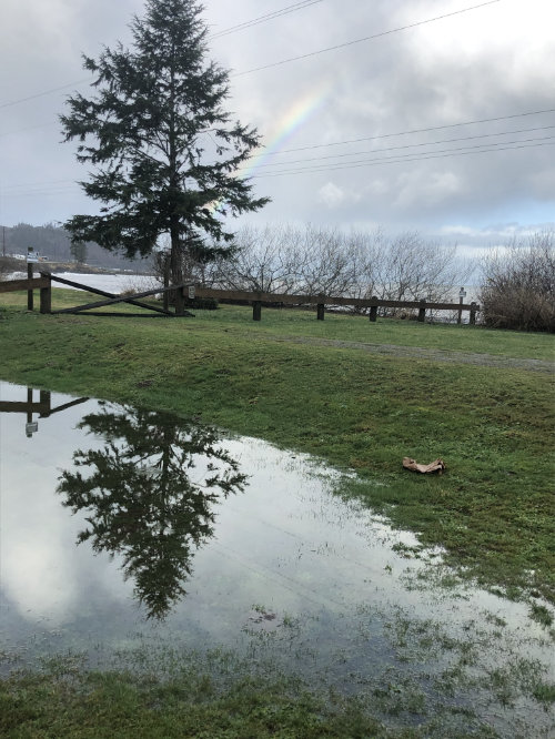 Rainbow and reflected tree